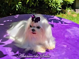 Annia