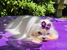 Annia