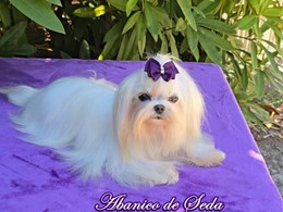 Annia