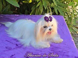 Annia