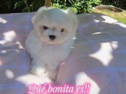 Bella de Abanico de Seda