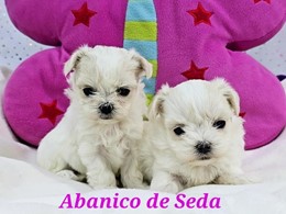 Cachorros Bichón maltés