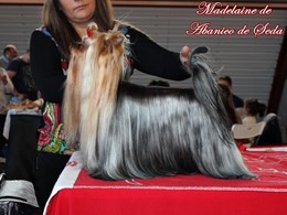 Ch. Colombiana Panamericana Madelaine de Abanico de Seda