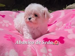CLEO DE ABANICO DE SEDA.