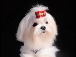 Flash de Abanico de Seda