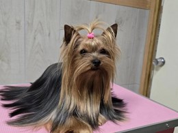 Guerlain de Abanico de Seda 