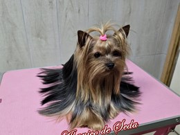 Guerlain de Abanico de Seda 