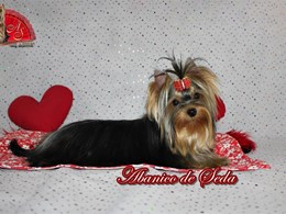 Guerlain de Abanico de Seda 