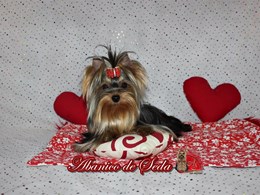 Guerlain de Abanico de Seda 