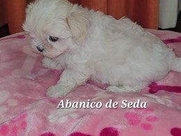 Hembra3. Pequeña