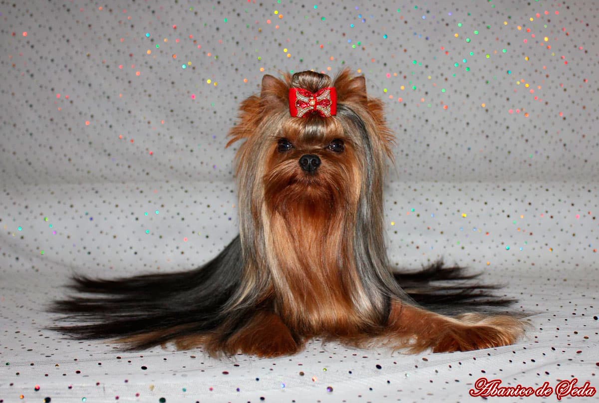 Cachorros de Yorkshire Terrier en Vigo