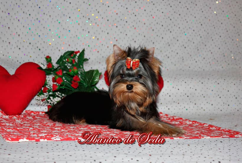 Comprar raza de perro Yorkshire Terrier en Vigo