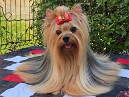 La pequeña Ada ??