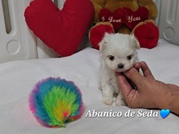 LEWIS DE ABANICO DE SEDA