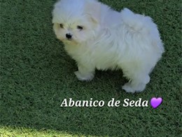 LEWIS DE ABANICO DE SEDA