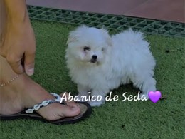 LEWIS DE ABANICO DE SEDA