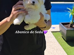 LEWIS DE ABANICO DE SEDA