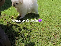 LEWIS DE ABANICO DE SEDA