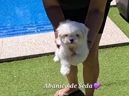LEWIS DE ABANICO DE SEDA
