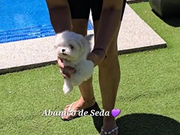 LEWIS DE ABANICO DE SEDA