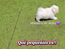 LEWIS DE ABANICO DE SEDA