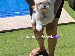 LEWIS DE ABANICO DE SEDAA