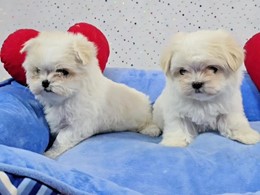 macho 1 & Hembra2