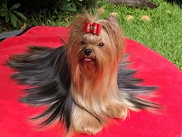 NATASHA DE ABANICO DE SEDA