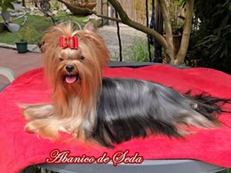 NATASHA DE ABANICO DE SEDA