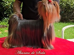 NATASHA DE ABANICO DE SEDA