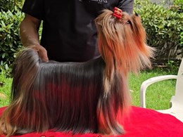 NATASHA DE ABANICO DE SEDA
