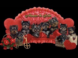 Nueva camada próximamente