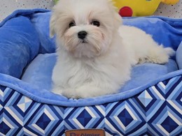 SHIRO DE ABANICO DE SEDA
