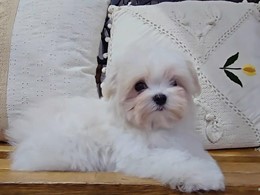 SHIRO DE ABANICO DE SEDA
