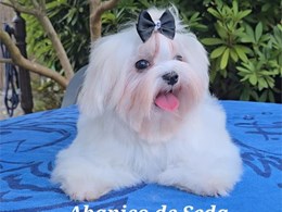 SHIRO DE ABANICO DE SEDA