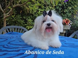 SHIRO DE ABANICO DE SEDA