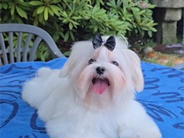 SHIRO DE ABANICO DE SEDA
